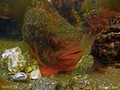 scuba diving photo