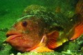 scuba diving photo