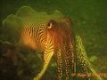 scuba diving photo