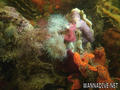 scuba diving photo