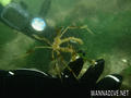 scuba diving photo