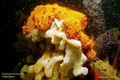 scuba diving photo
