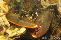 scuba diving photo