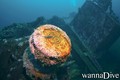 scuba diving photo