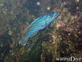 scuba diving photo