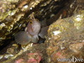 scuba diving photo