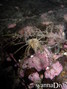 scuba diving photo