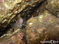 scuba diving photo