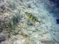 scuba diving photo