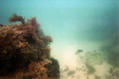 scuba diving photo