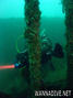 scuba diving photo