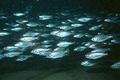 foto de buceo