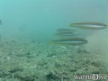 scuba diving photo