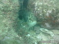 scuba diving photo