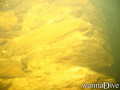scuba diving photo