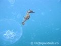scuba diving photo