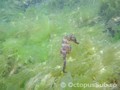 scuba diving photo