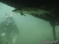scuba diving photo