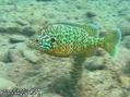 scuba diving photo