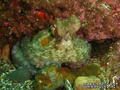 scuba diving photo