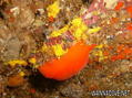 scuba diving photo