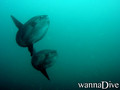 scuba diving photo