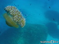 scuba diving photo