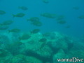 scuba diving photo