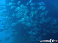 scuba diving photo