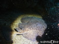 scuba diving photo
