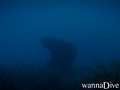 scuba diving photo