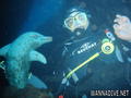 scuba diving photo