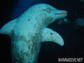 scuba diving photo