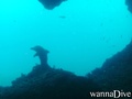 scuba diving photo