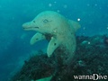 scuba diving photo