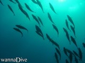 scuba diving photo