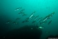 foto de buceo