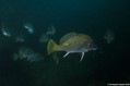 foto de buceo