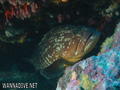 scuba diving photo