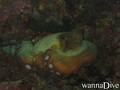 scuba diving photo