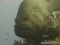 scuba diving photo