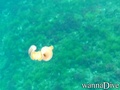 scuba diving photo