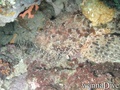 scuba diving photo