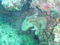 scuba diving photo