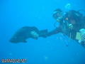 scuba diving photo