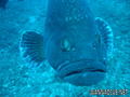scuba diving photo