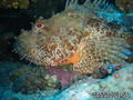 scuba diving photo