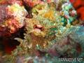 scuba diving photo