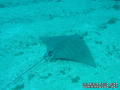 scuba diving photo
