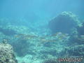 scuba diving photo